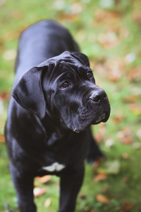 Cane Corso – Czarny książę FCI