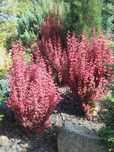 berberys berberis orange rocket