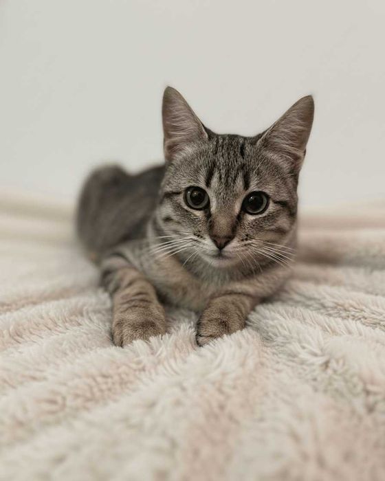 Setúbal / Margem Sul / Lisboa — FLOR e FLORA, gatinhas para adoção