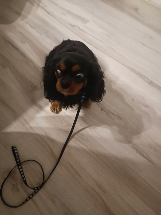 Cavalier King Spaniel sunia