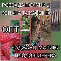 Опт Саджанці Полуниці Розсада Малина Плодові дерева Саженцы Клубники