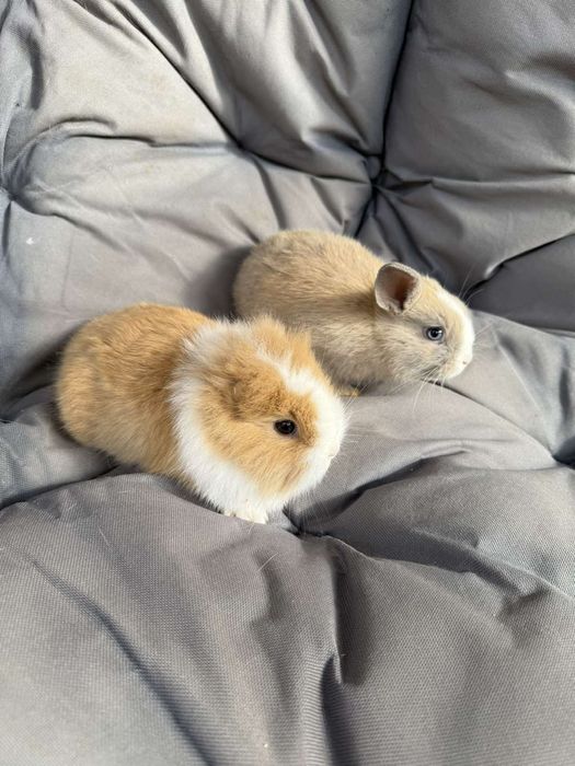 Декоративні кролики за шоколадку