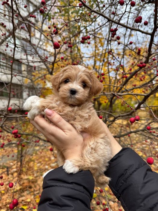 Ніжні малюки Мальтіпу F1/F2 шукають дім