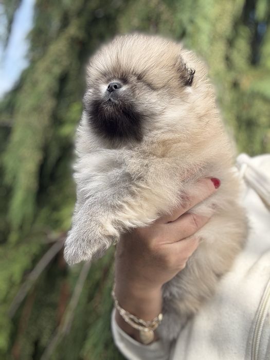 Szpic minuaturowy pomeranian