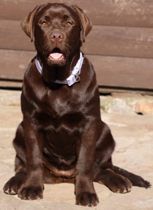 Перспективні лабрадори Хмельницький