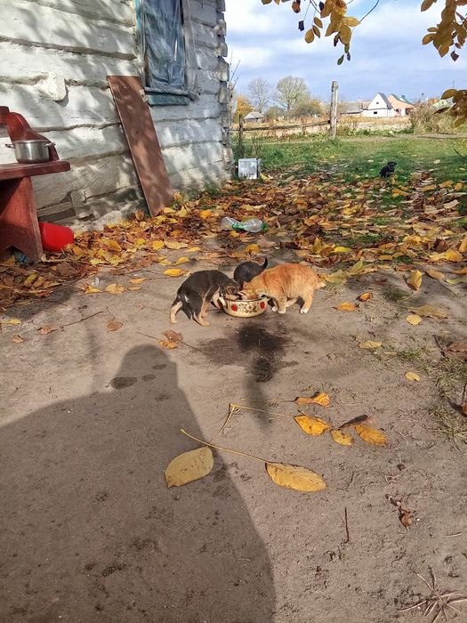 Віддам в добрі руки дівчатка