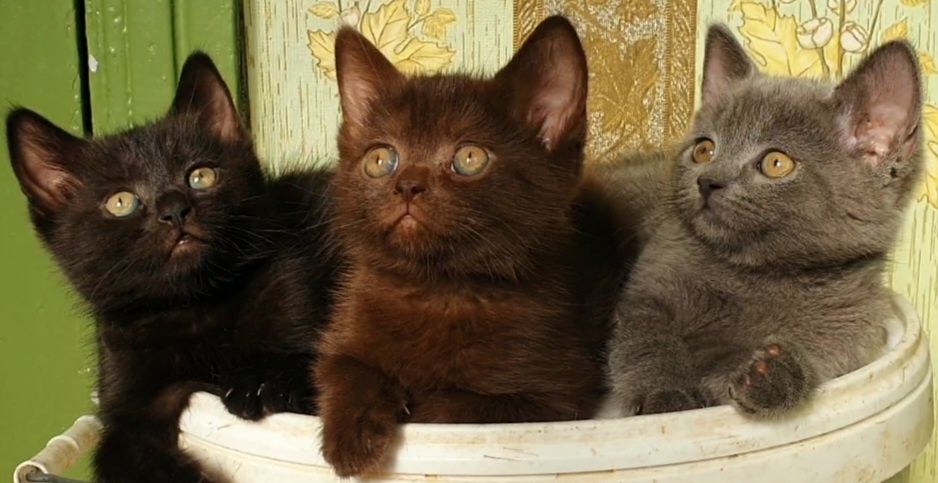 Шотландские котята