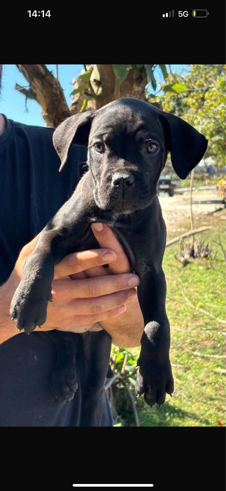 Cane Corso preto  Casa do tavarsbull
