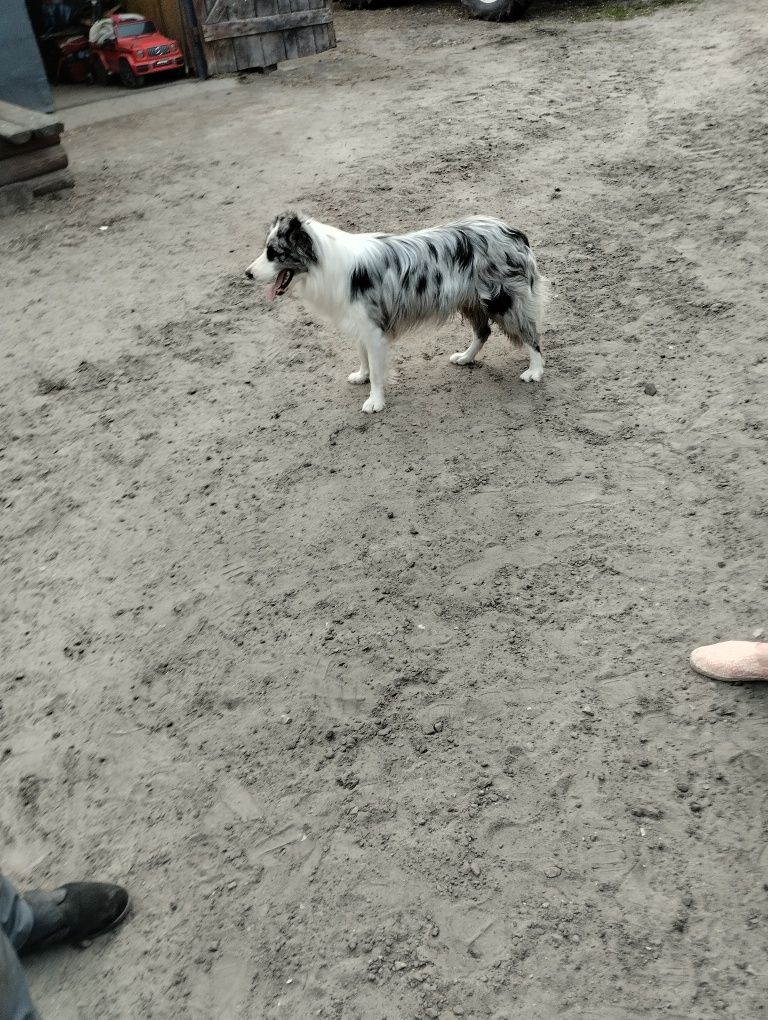 Border collie FCI Pies