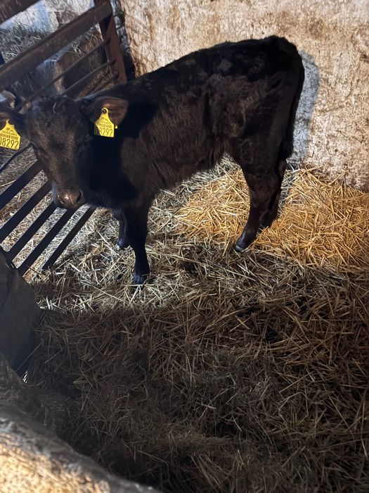 Byczek mięsny sprzedam