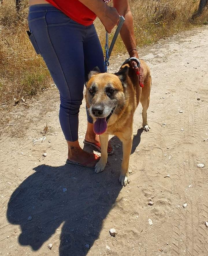 Anjo- Cachorro de porte médio para adoção