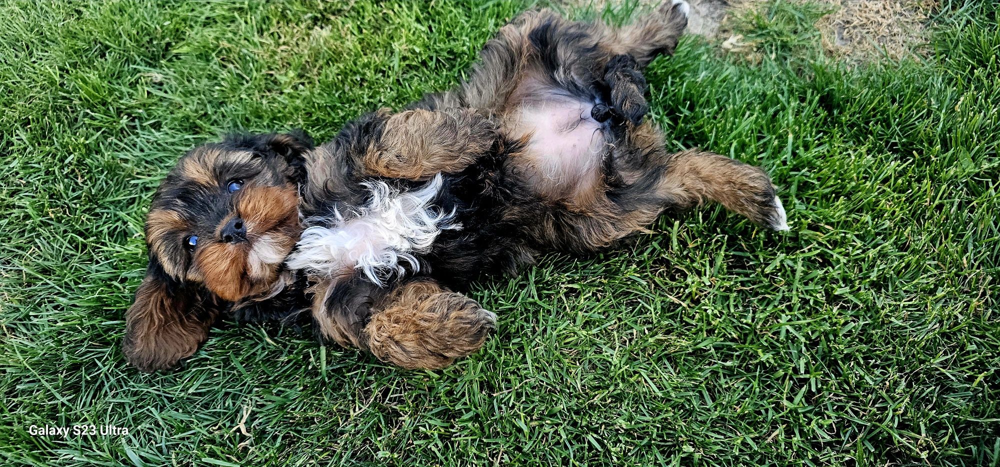 Cavapoo suczka f1