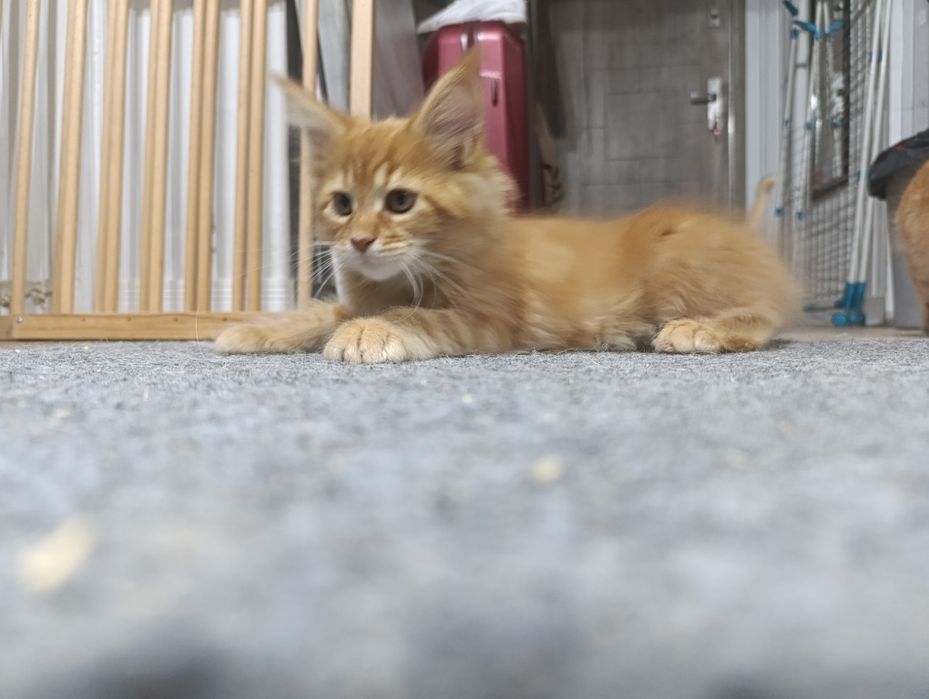 Rude Maine Coon FPL śliczne kluski