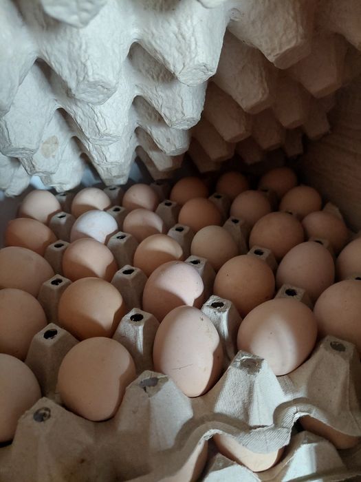 Jajka od kur z wolnego wybiegu