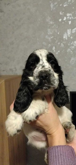 Sunia biało czarna cocker spaniel angielski