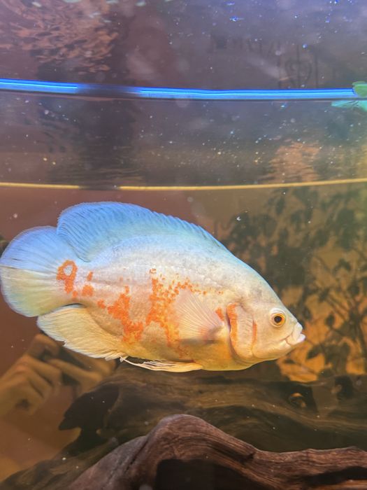 Астронотус oscar