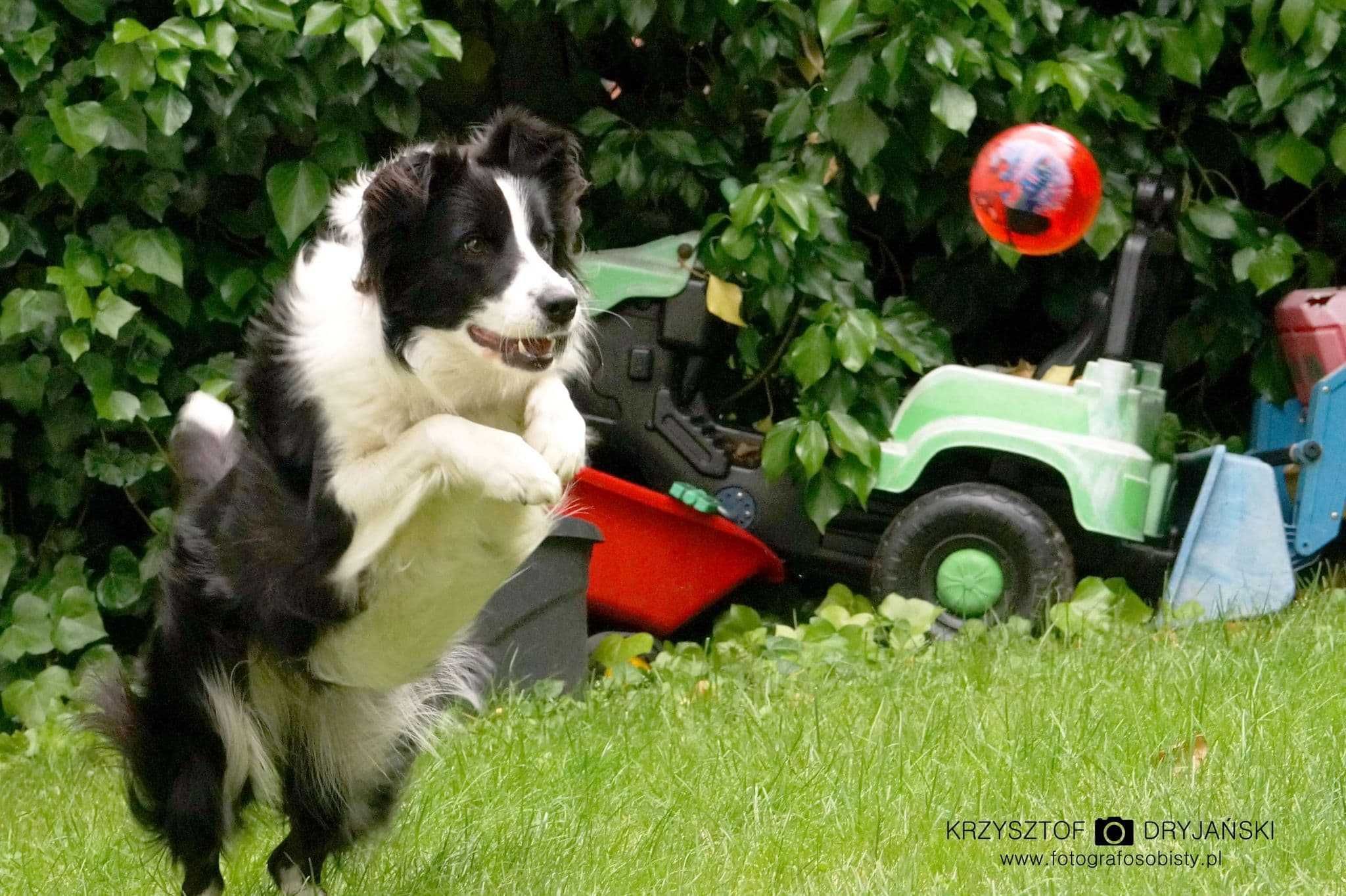 Szczeniak Border Collie