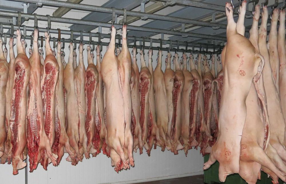 PÓŁTUSZE WIEPRZOWE Klasa S – Własna hodowla | Rozbiór GRATIS | Dowóz