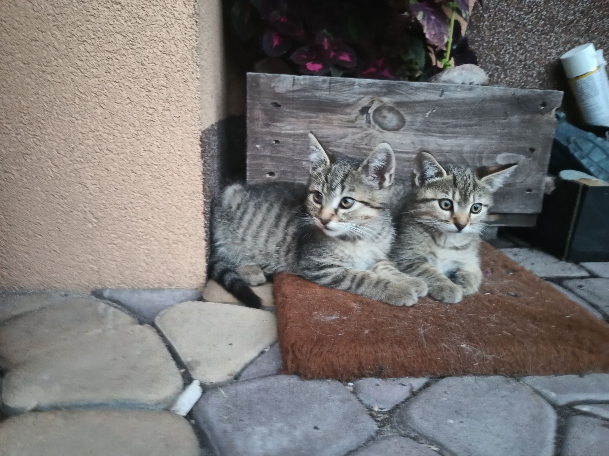 Oddam kocurki kota koty w dobre ręce