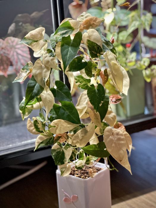 Fallopia Multiflora Variegata