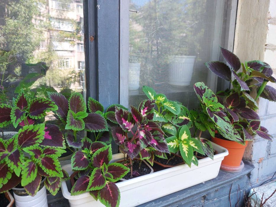 Колеус . Свіжі паростки. Кімнатна рослина.