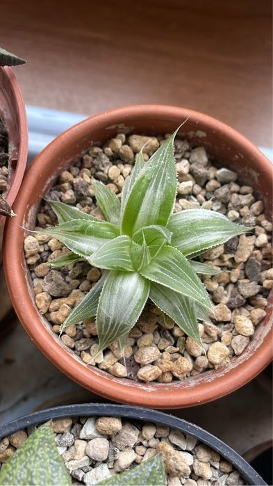 HAWORTHIA heidelbergensis variegated, Grey Ghost,