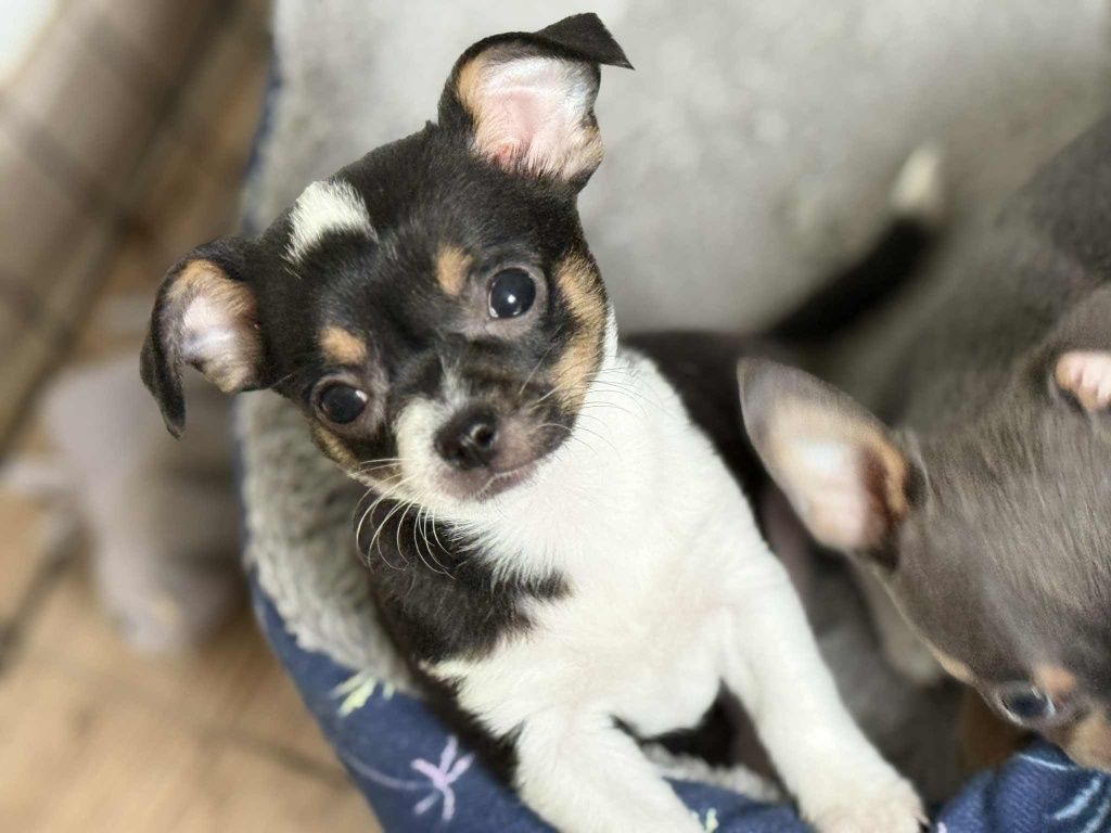 Piesek Chihuahua