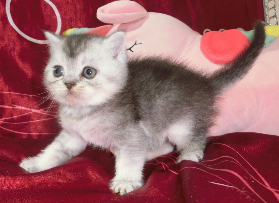 Чудові шотландські кошенята