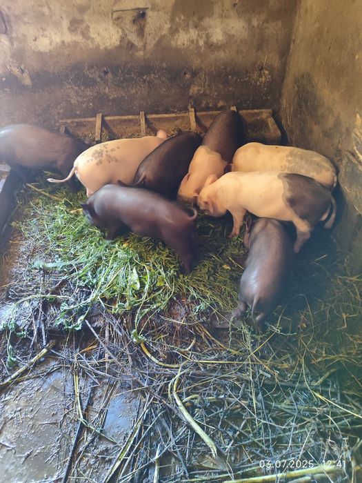 Продам поросята максімуси