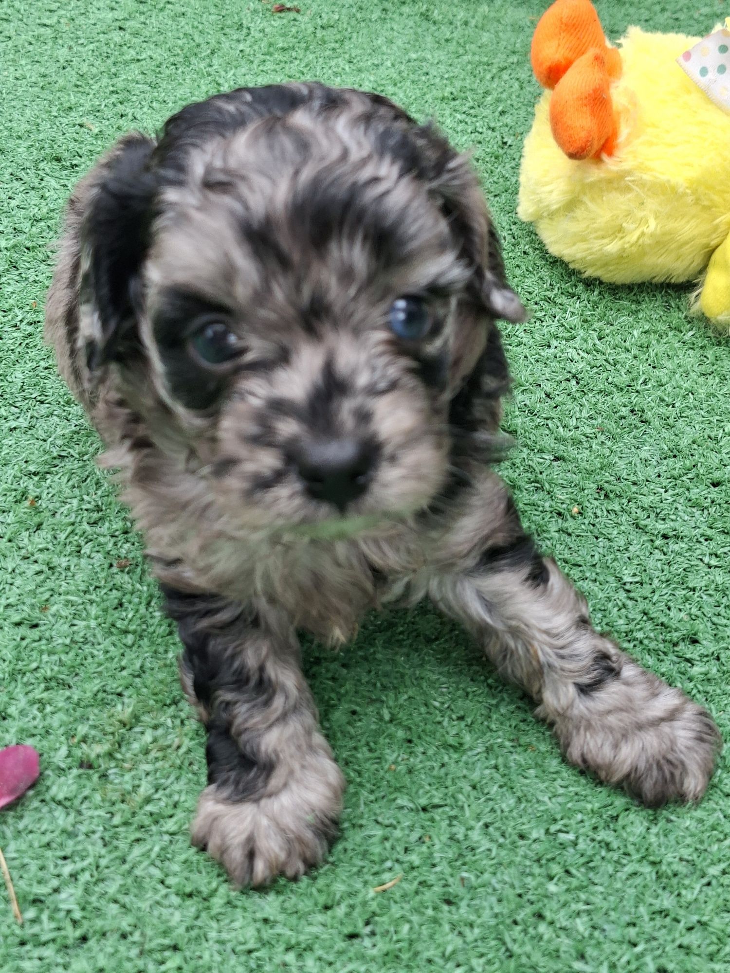 Szczenię cavapoo  merle z metryką