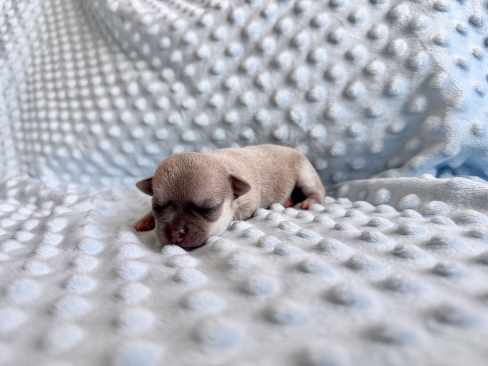 Chihuahua ZKwP chłopczyk