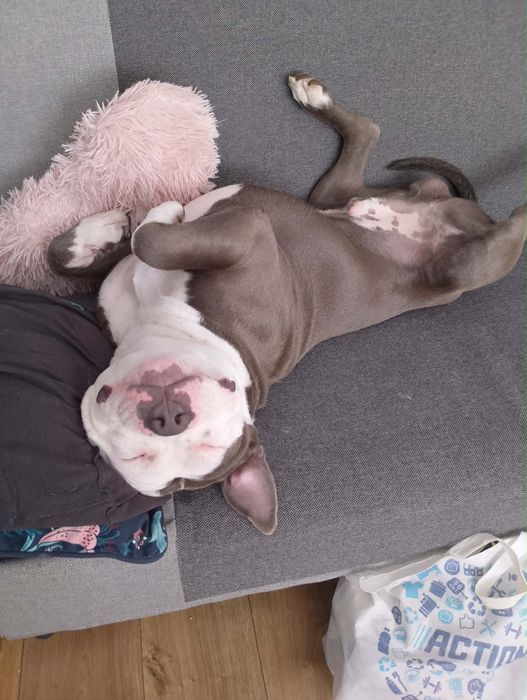 Oddam psa amstaff roczny