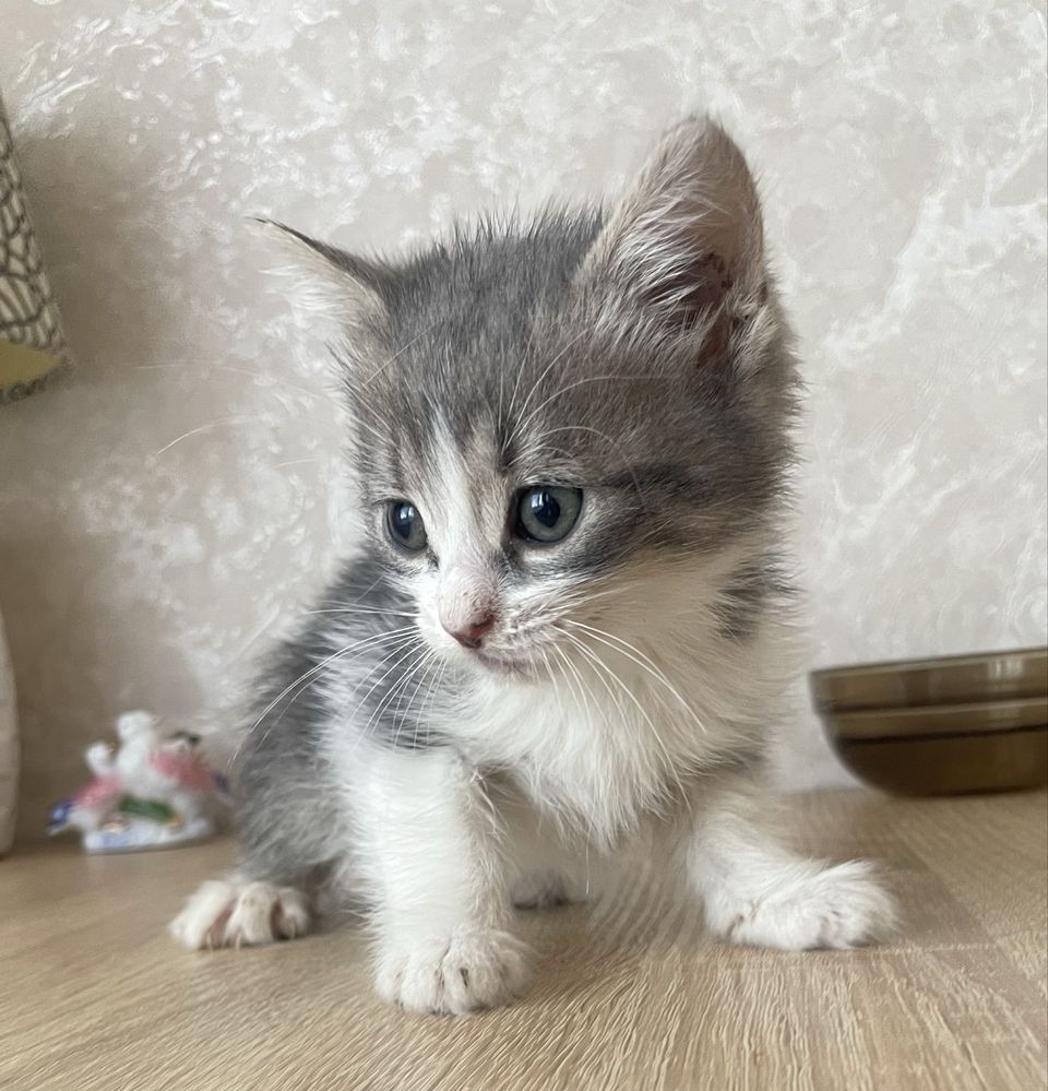 Котята 1,5-2 месяца ищут семью