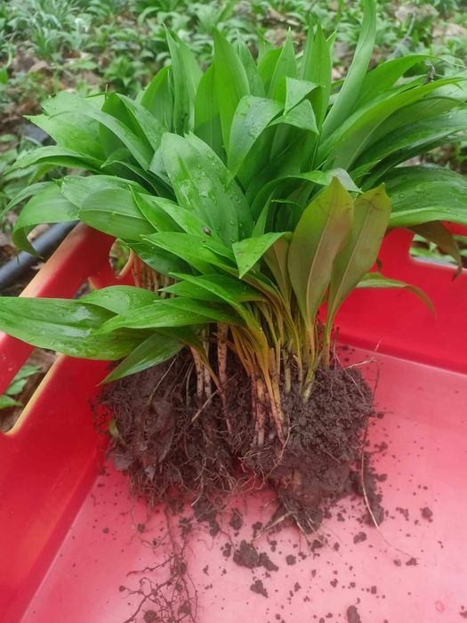 Czosnek Niedźwiedzi Cebulki 100 sztuk