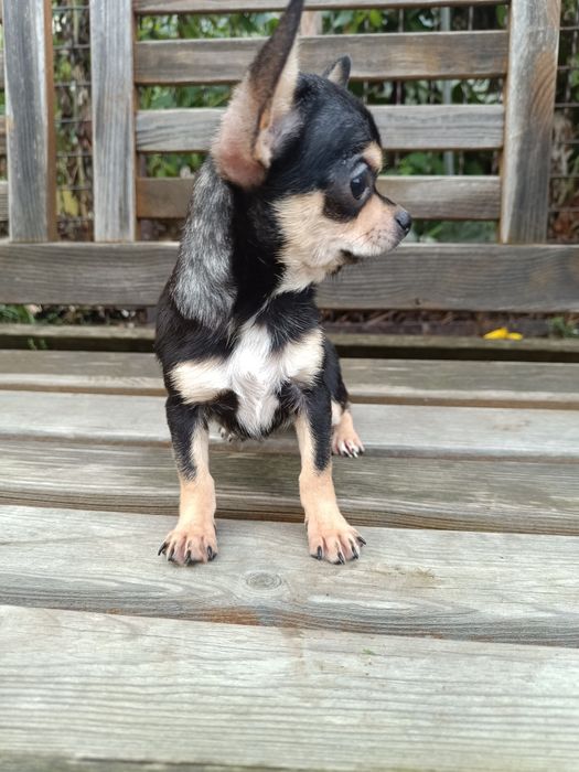 Juz do odbioru * Chihuahua suczka czarna podpalana