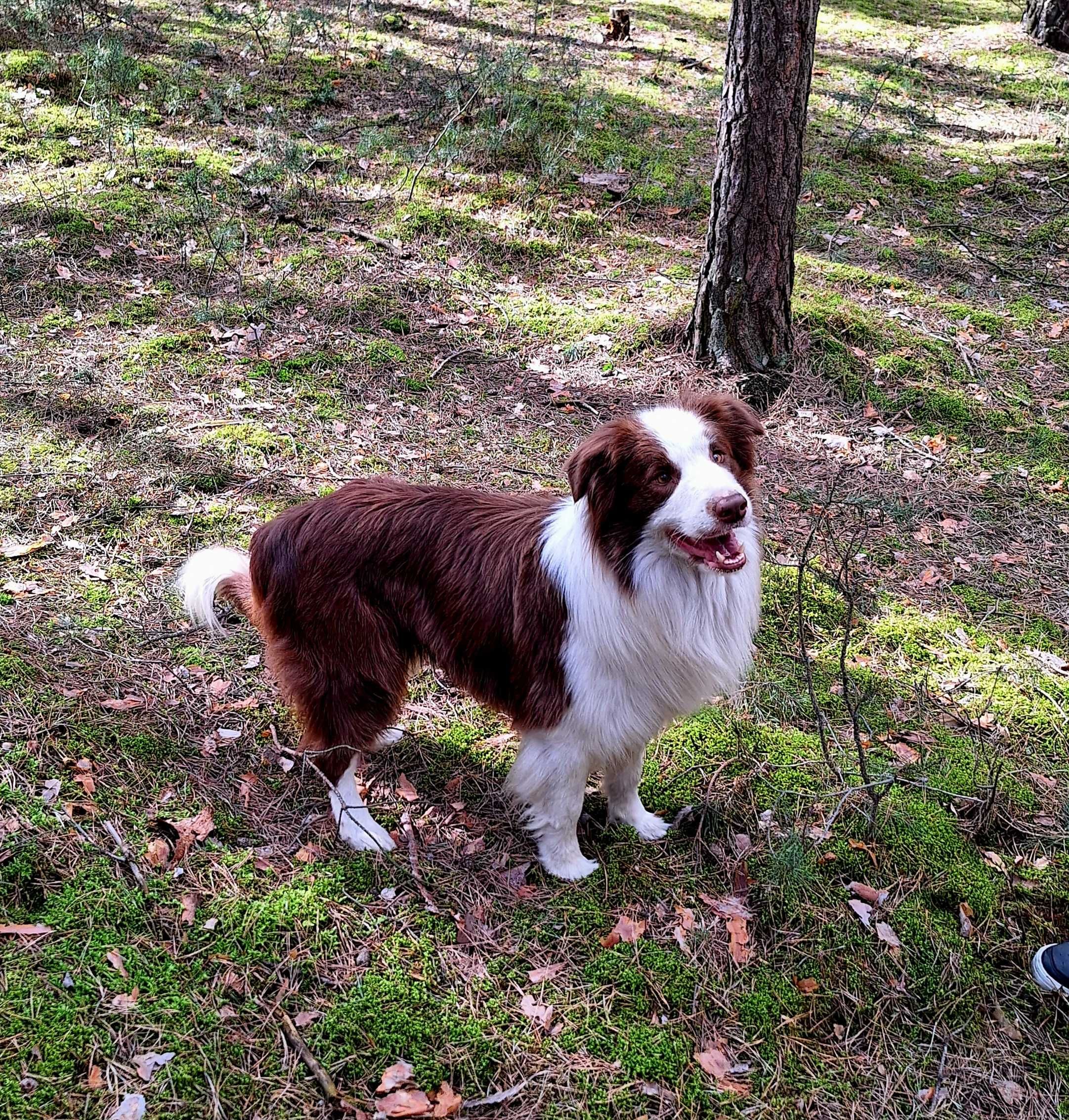 Reproduktor IMPORT BRAZYLIA Border Collie ZKwP/FCI