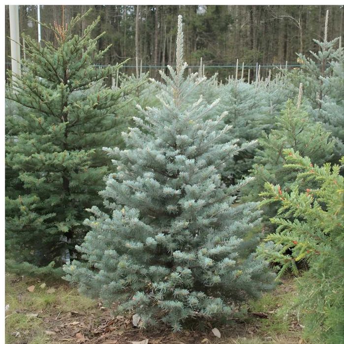 LIKWIDACJA PLANTACJI Świerk srebrny 80-180 cm od 15 zł/szt.