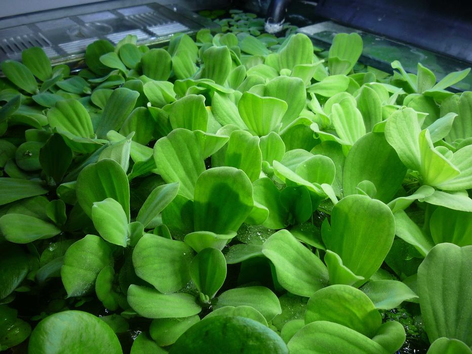 Zestaw (10szt.) pływające (4-6 cm)=12 zł pistia+GRATIS