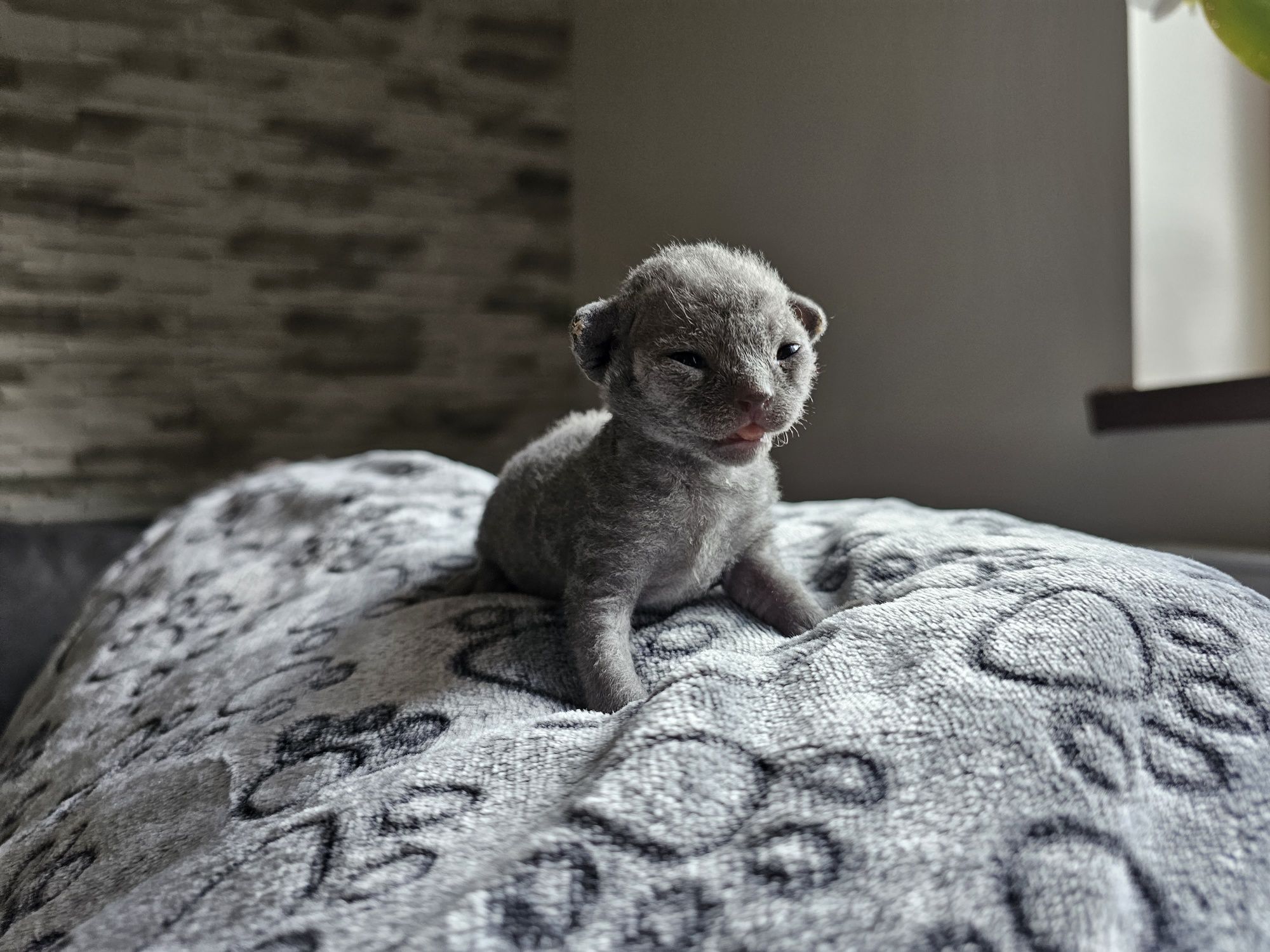 Kocurek Devon Rex, rodowód FPL