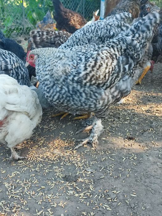 Продам молодих півнів