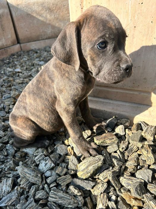 Suczki cane corso odbior