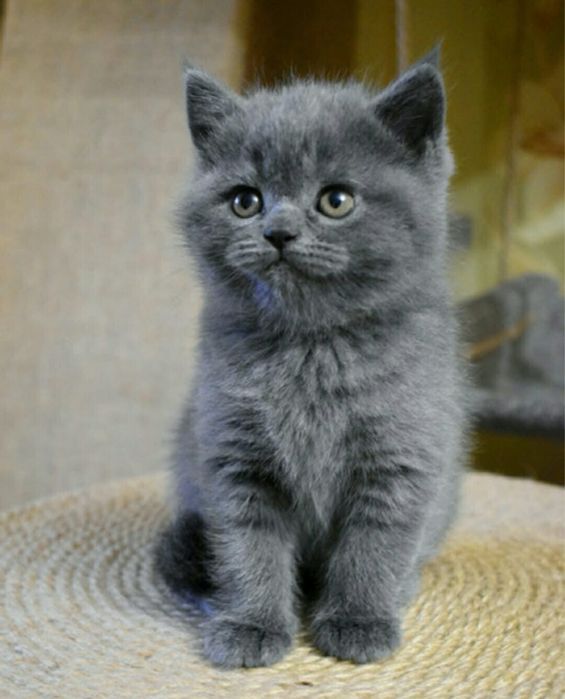 Kotka brytyjska niebieska  Warszawa