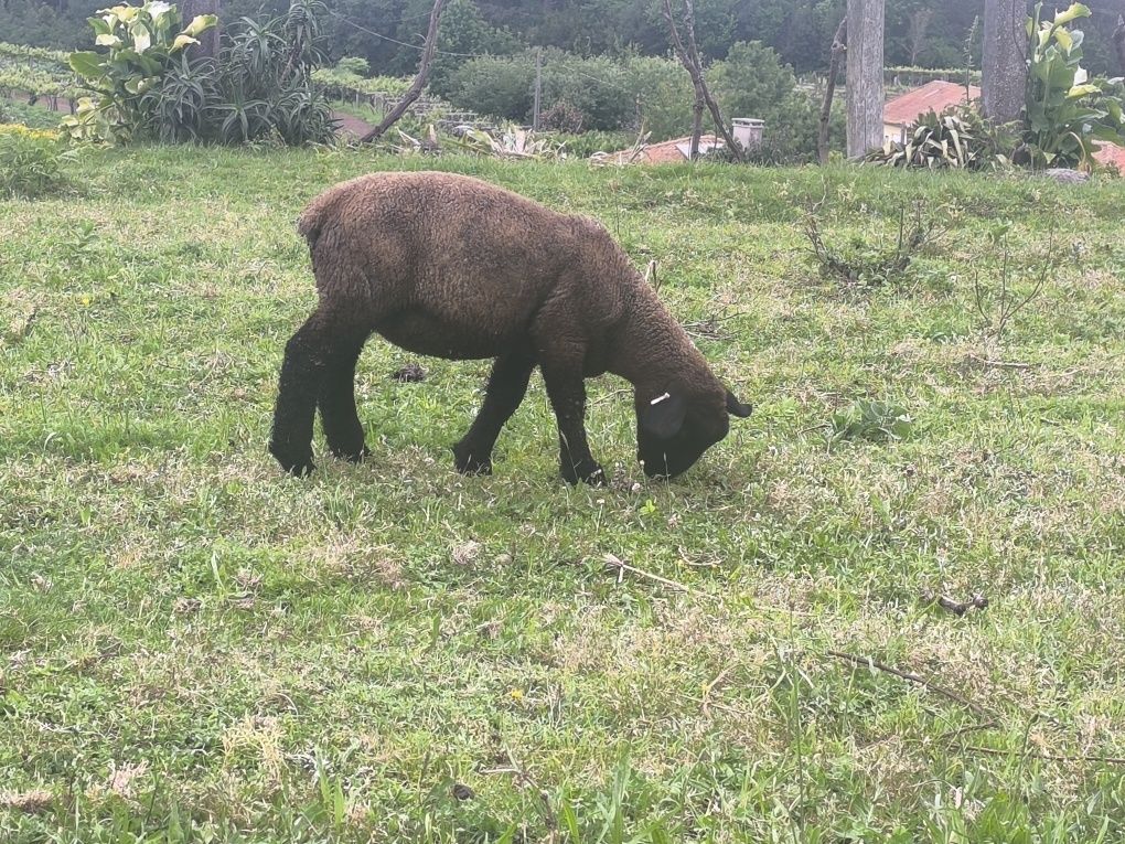 Borregos/borregas Suffolks puros