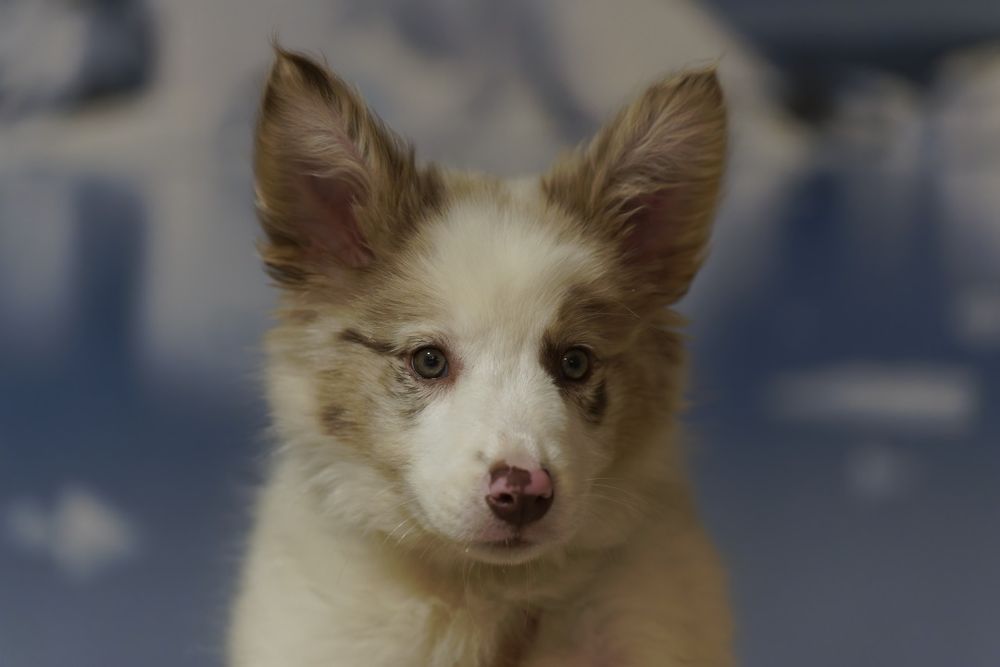 Border collie red merle tri