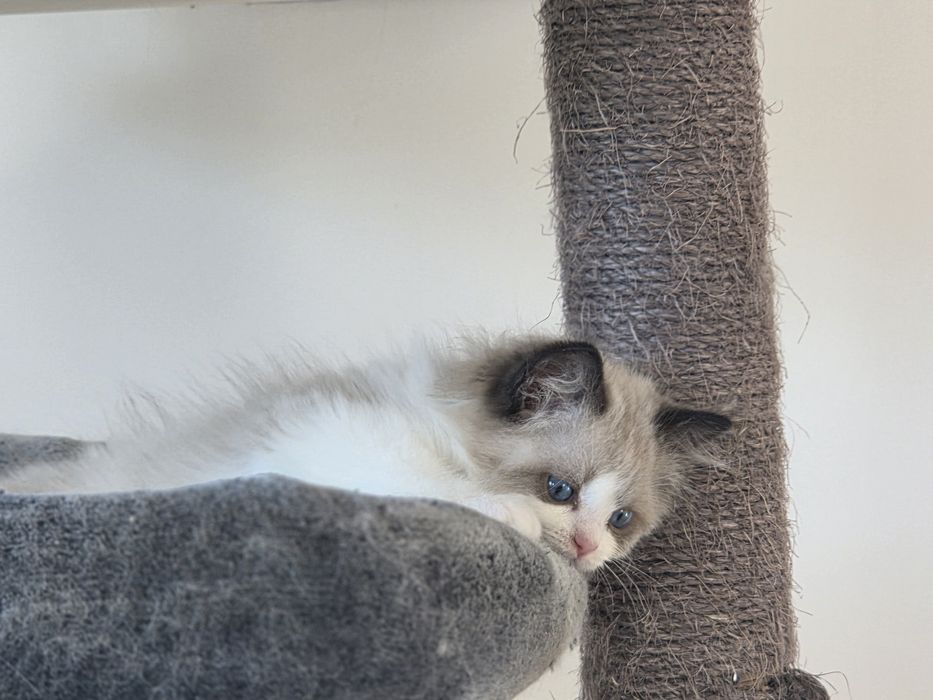 Kot RAGDOLL po przepięknych rodzicach!!