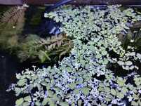 Salvinia ariculata (planta de superfície para aquário)