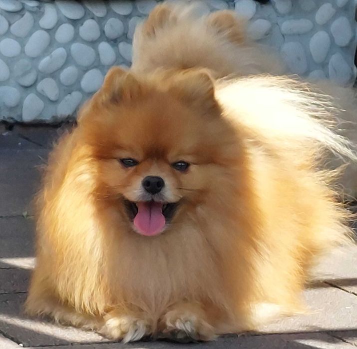 Szpic miniaturowy pomeranian FCI