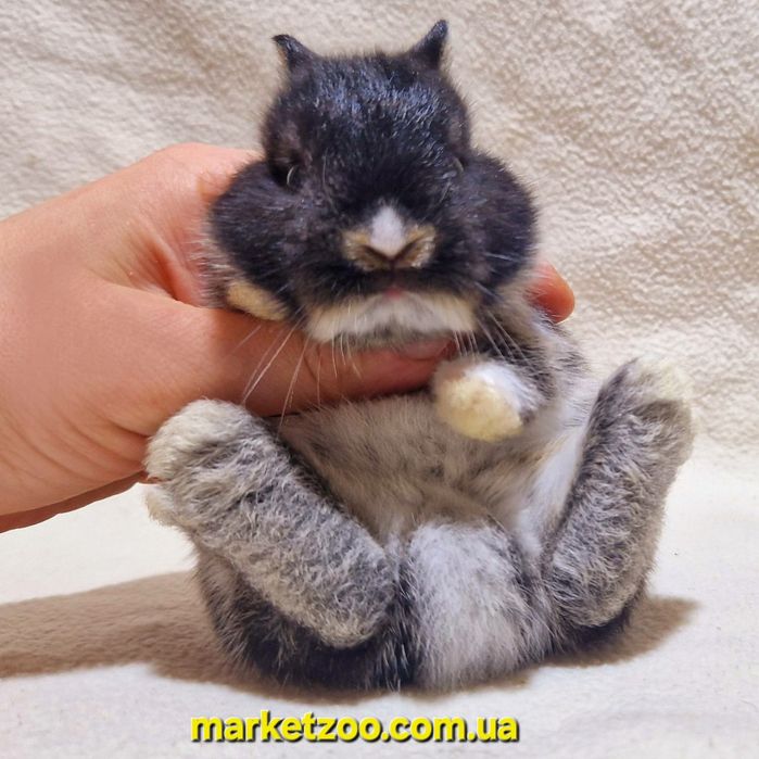 Чорна перлинка з біленькою цяточкою – чарівна нідерландська красуня!