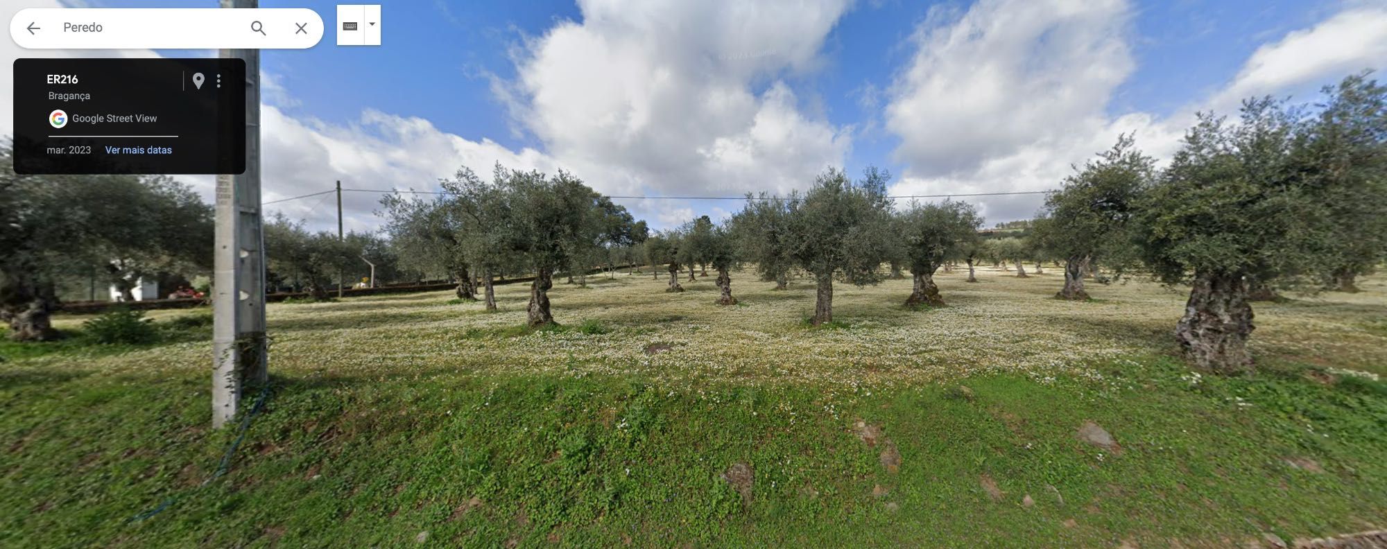 Olival com 142 oliveiras, quase 1 hectare