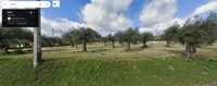 Olival com 142 oliveiras, quase 1 hectare